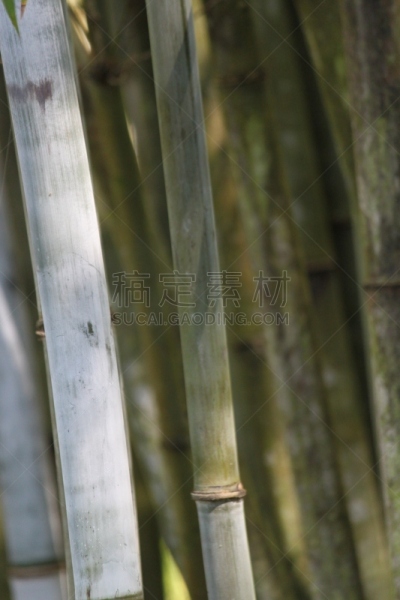 竹,垂直画幅,图像,草类,草,美国,多年生植物,无人,巨竹,植物