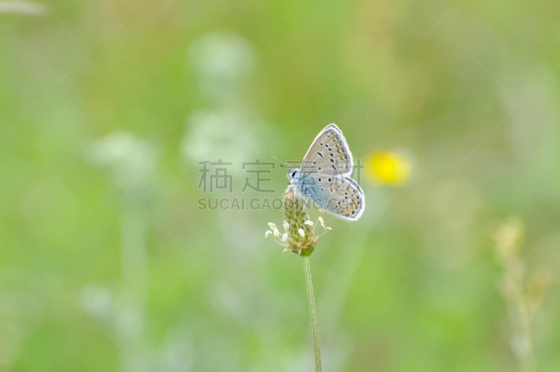 普通蓝蝴蝶,美,褐色,水平画幅,早晨,动物习性,动物身体部位,夏天,草,特写