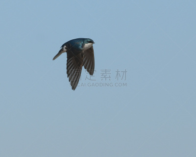 树燕,燕子,自然,野生动物,图像,水平画幅,翅膀,北美歌雀,动物身体部位,鸟类