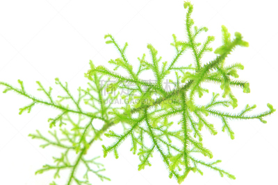 白色,伸筋草,石松科,自然,水平画幅,绿色,无人,苔藓,特写,草本