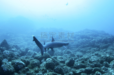 白尖鳍角鲨,在底端,海洋,岩石,海洋白尖鲨,关那卡斯提,水下摄影机,从在水肺潜水的角度拍摄,潜水镜,鲨鱼