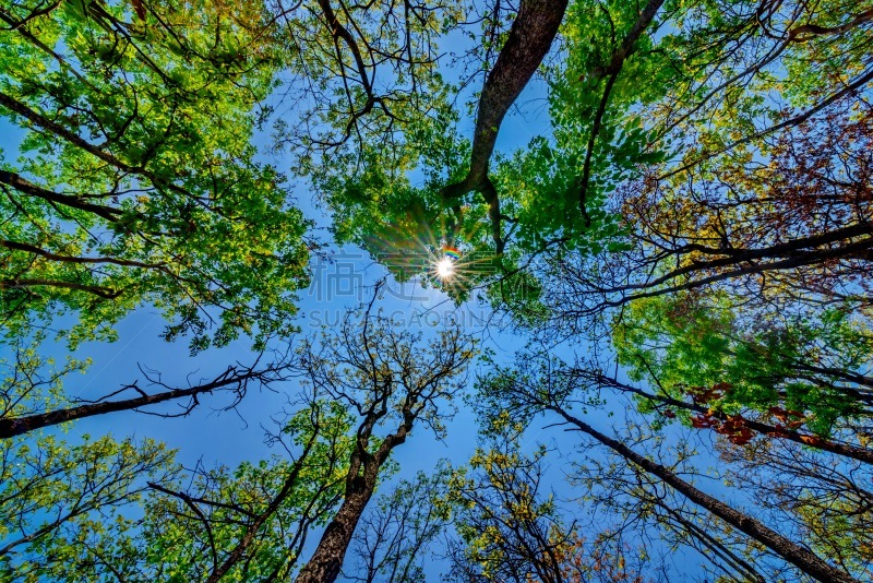 阳光光束,天篷,高大的,树梢,正下方视角,天空,水平画幅,枝繁叶茂,无人,夏天