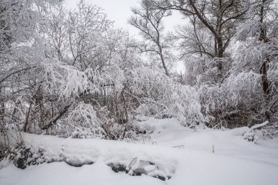雪,俄罗斯,冬天,自然,地形,森林,自然美,天空,美,新的