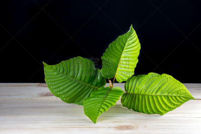 叶子,比亚克岛,受体,茜草科,薄荷醇,关系紧张,替代疗法,辅导讲座,艺术,水平画幅