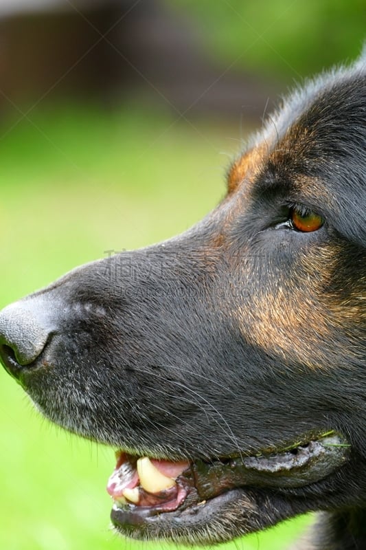 牧羊犬,德国,可爱的,专心,状态良好,彩色背景,东德,肖像,梅克伦堡前波莫瑞州,好奇心