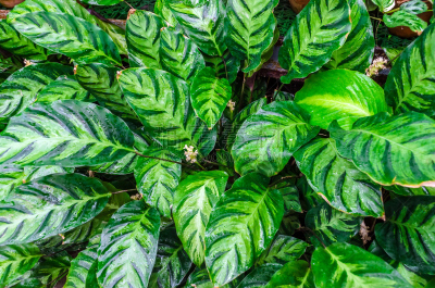 calathea,特写,叶子,自然,热带海芋属植物,背景,水,边框,艺术,水平画幅
