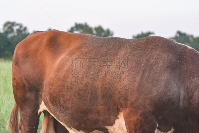 公牛,两翼昆虫,背面视角,有角的,水平画幅,户外,兽医,母牛,草