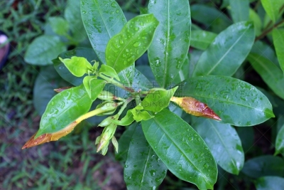 软枝黄蝉,黄色,黄金,毛莨科,雨滴,品牌名称,鹭管鱼,花蕾,杯球猜谜游戏,花