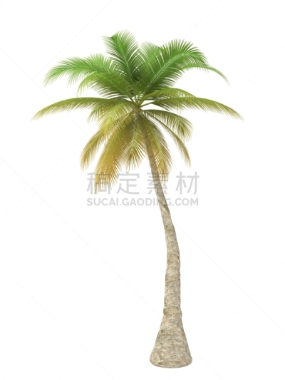 热带灌木,bamboo palm,槟榔属,槟榔树,树梢,崎岖不平,垂直画幅,无人,棕榈树,植物
