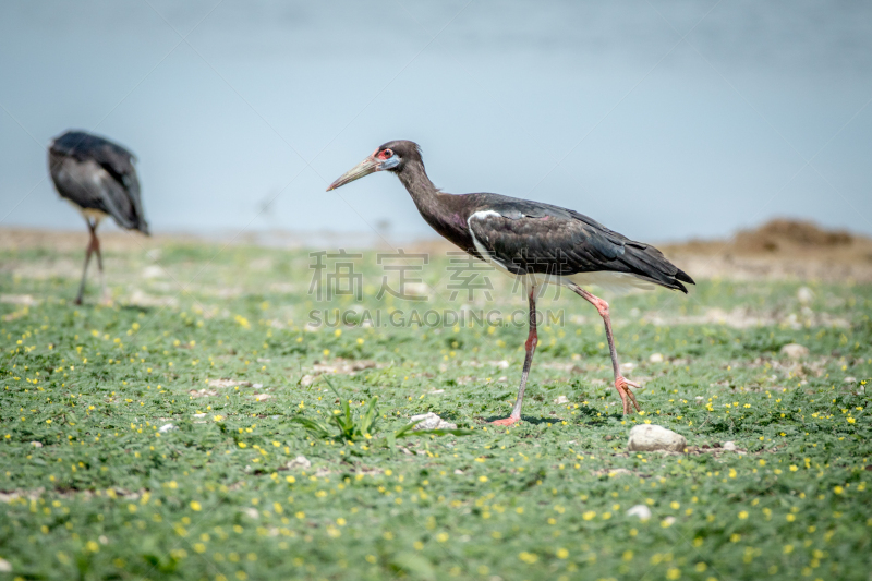 abdim's storks,草,水平画幅,无人,鸟类,户外,鹳,白腹海雕,自然,生物