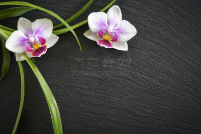 兰花,石片,暗色,背景分离,平衡,禅宗,色彩鲜艳,芳香疗法,植物,静物