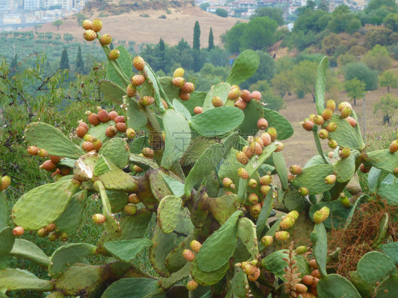 西西里,萨挂诺仙人掌,自然,水平画幅,绿色,水果,无人,giant prickly pear cactus,热带树,阴影