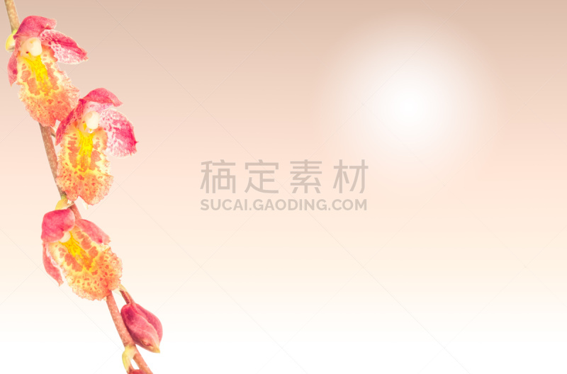 文心兰,兰花,粉色,橙子,分离着色,自然,水平画幅,无人,夏天,特写