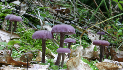 紫蜡蘑,真菌,水平画幅,彩色图片,无人,紫色,蘑菇,户外,树林,摄影