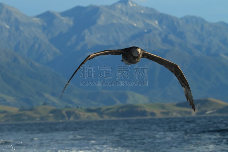 霍氏巨鹱,新西兰,南部大型海燕,白尾鹰,南美,水,水平画幅,无人,鸟类,开普敦