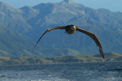霍氏巨鹱,新西兰,南部大型海燕,白尾鹰,南美,水,水平画幅,无人,鸟类,开普敦