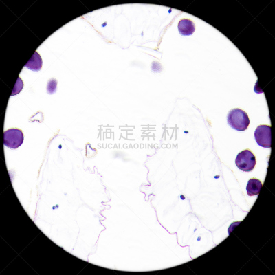 雄蕊,显微镜,细胞核,显微图片,无人,科学,百合花,植物细胞,植物,大规模的放大