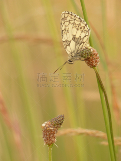 大理石条纹粉蝶,草地,伍斯特郡,里面,垂直画幅,蝴蝶,无人,2015年,户外,昆虫