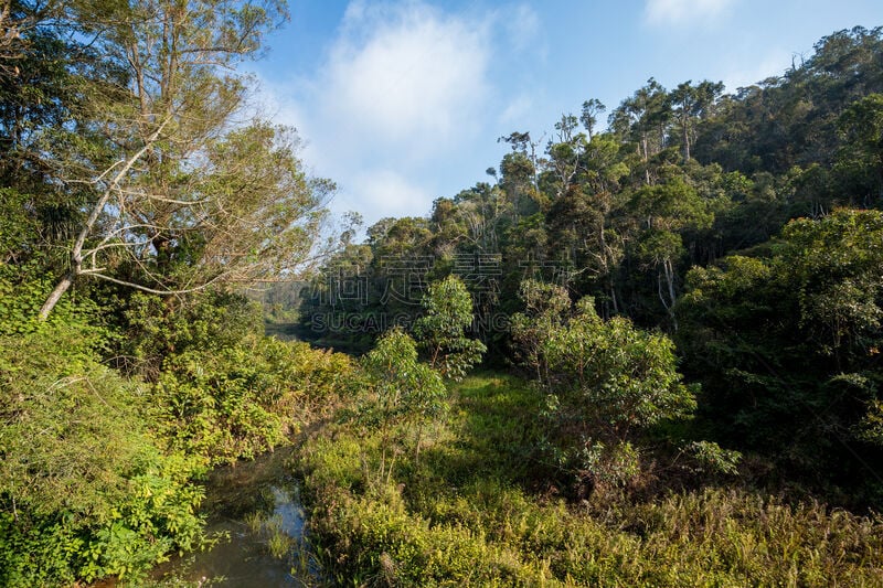 地形,马达加斯加,自然美,佩瑞奈特保护区,自然,野生动物,水平画幅,无人,非洲,热带雨林