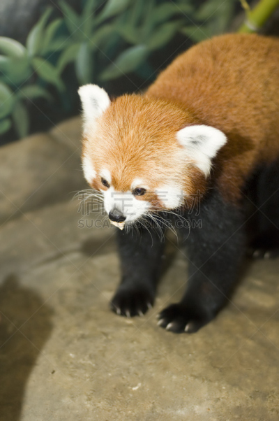 小熊猫,契柯,熊猫,垂直画幅,慈善救济,小的,无人,野外动物,明亮,哺乳纲