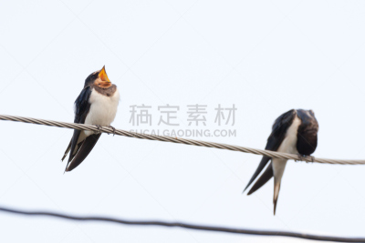 家燕,自然,人老心不老,野生动物,水平画幅,无人,鸟类,鸣鸟,14岁到15岁,户外