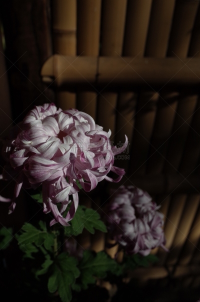 紫色,菊花,江户时代,轻的,传统,清新,仅一朵花,枝繁叶茂,自然美,植物