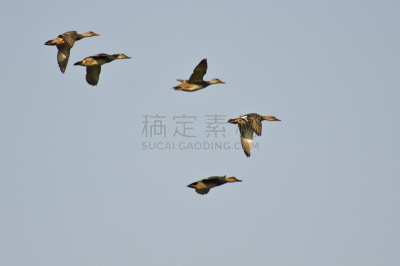 羊群,美国,天空,欧洲野鸭,小的,蓝色,自然,褐色,野生动物,野鸭
