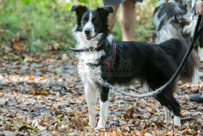 比利时,边境牧羊犬,树林,可爱的,纯种犬,运动,牧羊犬,受过训练的狗,狗,哺乳纲