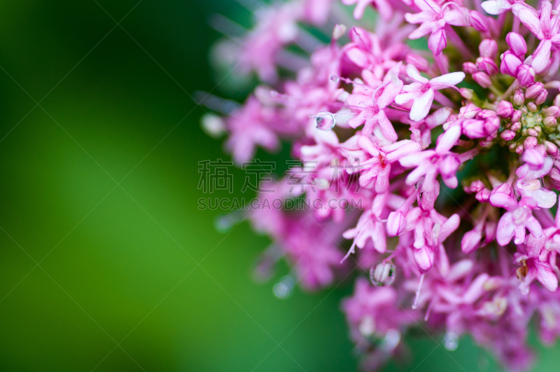 特写,红缬草,式样,水平画幅,罗马尼亚,无人,三叶草,夏天,明亮,丁香花