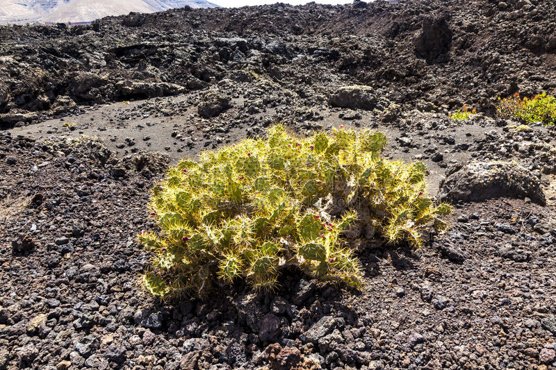 兰萨罗特岛,居住区,火山,timanfaya national park,金丝雀,水平画幅,沙子,无人,火山地形,苔藓