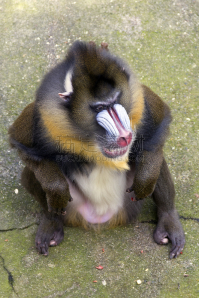 山魈,鬼狒,狒狒,垂直画幅,猴子,哺乳纲,动物,动物鼻子,猿,动物毛发