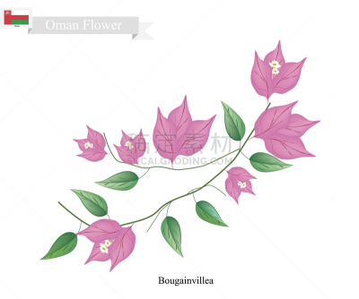三角梅,阿曼,粉色,仅一朵花,纸花,国内著名景点,浪漫,波斯湾,有蔓植物,植物