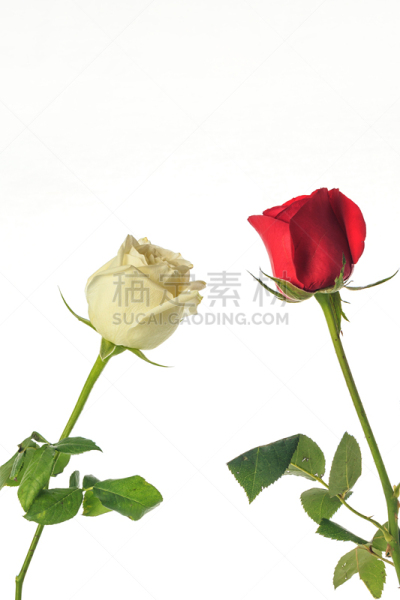 玫瑰,自然美,芳香的,贺卡,浪漫,蔷薇科,植物,背景,节日,礼物