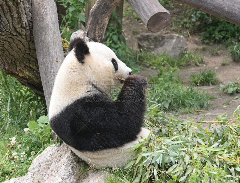 熊猫,竹,清新,可爱的,国内著名景点,濒危物种,人工饲养动物,热带气候,东亚人,哺乳纲