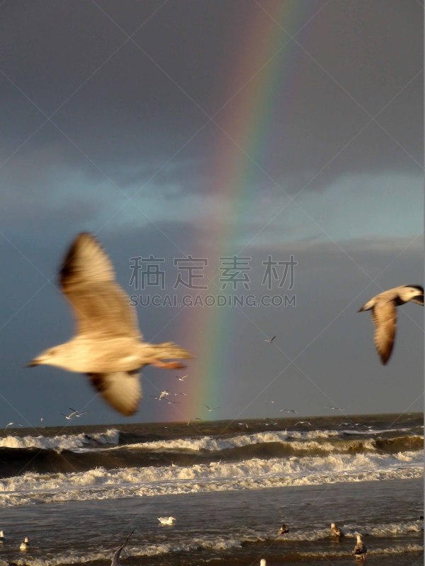 彩虹,捕猎行为,海滩,都市风光,食品,动物,鸟类,户外,天空,德国北海地区