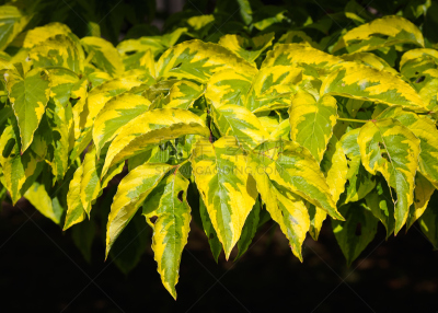 开花的山茱萸,山茱萸,水平画幅,枝繁叶茂,无人,户外,箭木,春天,黄色,2015年