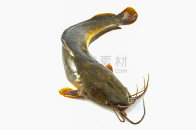 清新,鲶鱼,分离着色,生食,淡水,食品,野生动物,动物,湖,鲤鱼