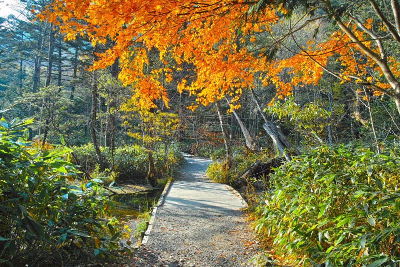上高地国家公园,秋天,散步道,在之间,度假胜地,水平画幅,长野县,无人,夏天,户外