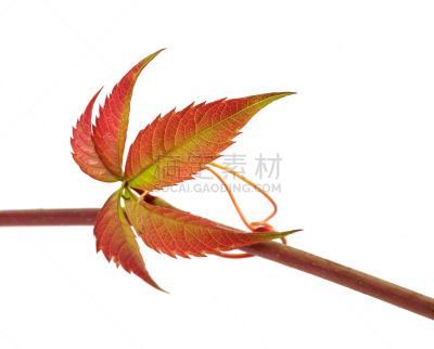 叶子,秋天,嫩枝,爬山虎属,葡萄,水平画幅,无人,特写,白色,植物