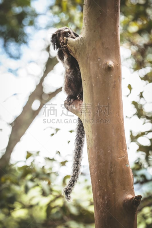 猴子,小的,森林,大西洋,热带气候,野生动物,灵长目,金狮绢毛猴,动物,尾巴