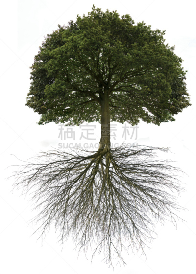 新生活,起源,根部,橡树,绘画插图,背景分离,概念和主题,自然,垂直画幅,灵感