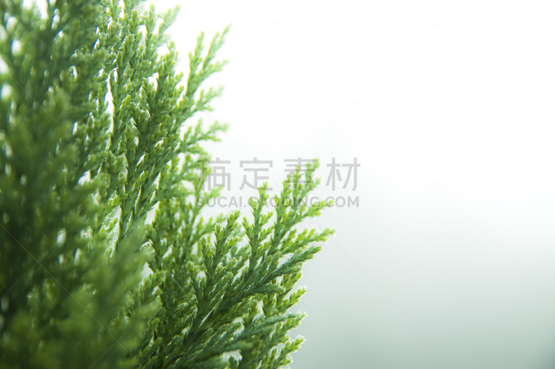 柏树,背景,美国崖柏属树,利兰柏树,阵亡将士纪念日,常绿植物,悲痛,留白,水平画幅,早晨