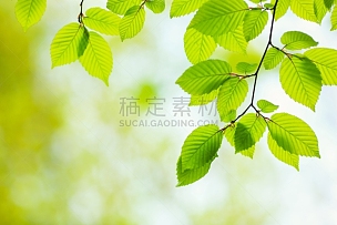 绿色,叶子,山毛榉树,枝繁叶茂,自然纹理,夏天,清新,日光,春天,散焦