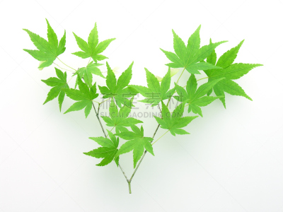 叶子,鸡爪枫,剪贴路径,清新,背景分离,树荫,枝繁叶茂,枫叶,春天,树梢