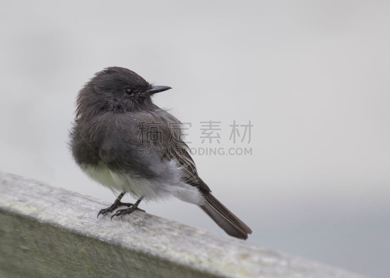 黑菲比霸鶲,京燕,自然,图像聚焦技术,选择对焦,野生动物,美国,水平画幅,无人,全身像