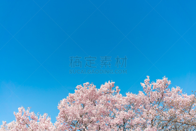 樱花,日本,东京,泉,鸟类,樱之花,海洋,在下面,表现积极,职业