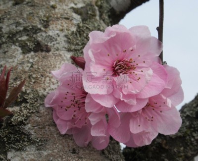 粉色,春天,樱花,2019,花朵,温哥华,自然美,轻的,自然,季节