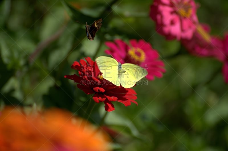 红色,clouded yellow butterfly,鬼,白角白蝴蝶,黑脉金斑蝶,选择对焦,水平画幅,蝴蝶,无人,夏天