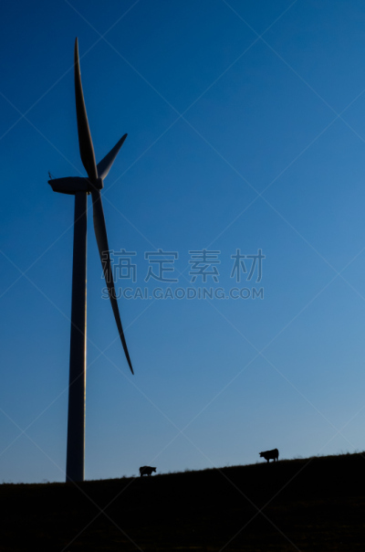 里奥维斯塔,母牛,加利福尼亚,纸风车,食草,垂直画幅,天空,风,风力,能源