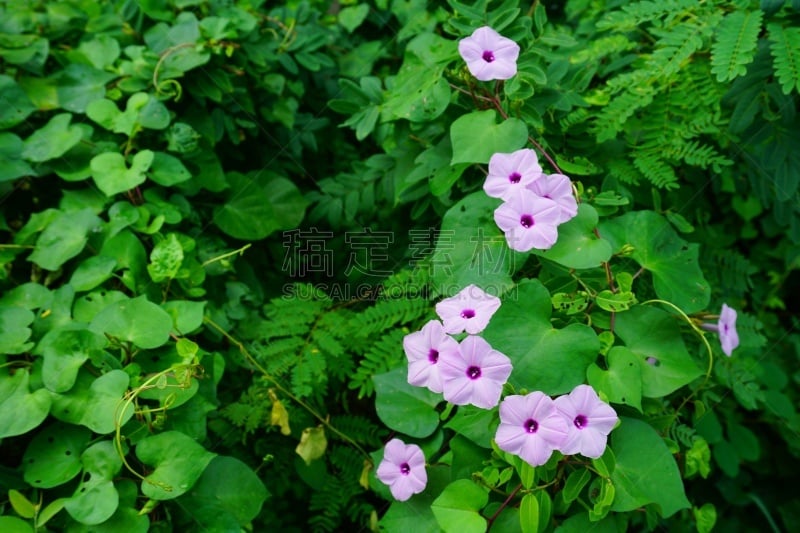 牵牛花,旋花植物,圆叶牵牛,旋花属植物,三色紫罗兰,留尼汪（法属）,早晨,夏天,白色,海滩